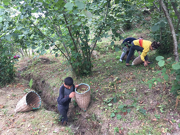 İl il fındık fiyatları kaç TL? 2021 yılı güncel fındık fiyatları ne kadar oldu?