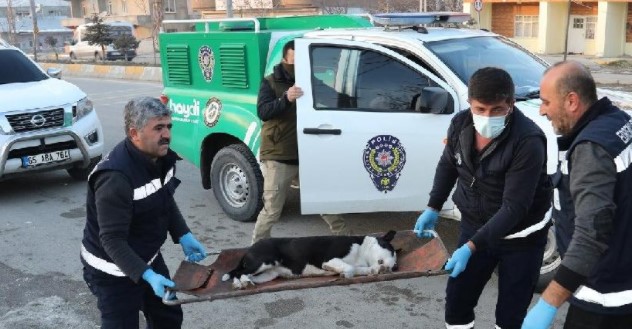 Pitbull cinsi köpekler sokağa terk edildi