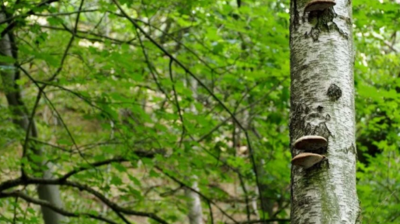 ''Plastik kirliliğine çözüm doğada''