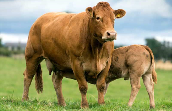 Vatandaşa Ucuz Et Müjdesi