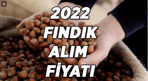 2022 FINDIK FİYATI | Fındık kilogram fiyatı kaç lira oldu? Giresun-Ordu-Samsun fındık fiyatları...